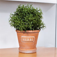 Terracotta herb planter and saucer holding a leafy herb plant