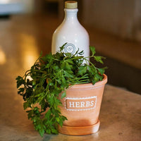 Herb planter styled with trailing green leaves on a kitchen surface