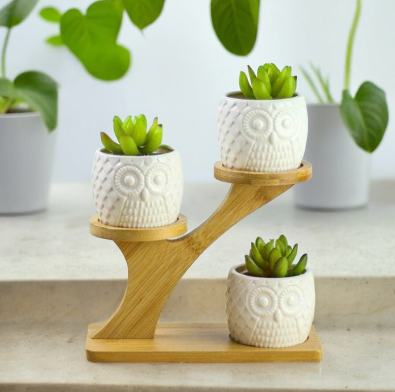 Three white ceramic owl pots with small plants on a tiered bamboo stand