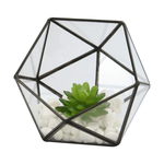 Half Ball Glass Terrarium - Boxzy