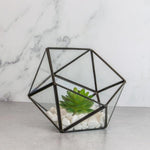 Half Ball Glass Terrarium - Boxzy