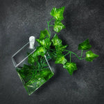 Hanging Diamond Glass Terrarium Set of 2 - Boxzy