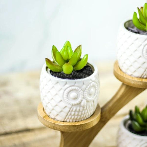 Owl Pots With Stand - Boxzy