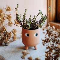 Terracotta planter with eyes styled with a leafy plant