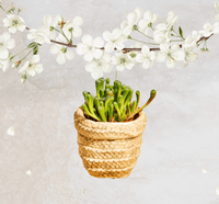 Mini Sierra basket-effect cement planter with a small flowering plant