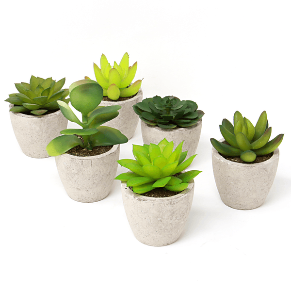 Six assorted artificial succulents in pale pots