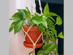 Macrame Plant Hangers - Set of 4 - Boxzy