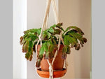 Macrame Plant Hangers - Set of 4 - Boxzy